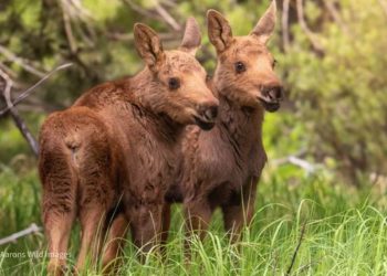 Double the Antlers, Double the Awe: Twin Moose Calves Melt Hearts in Rocky Mountain National Park